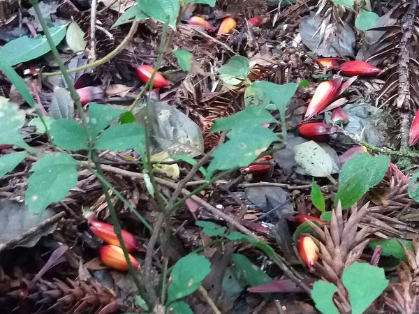 Pinhões cozidos em panela de ferro, ainda com casca escura.