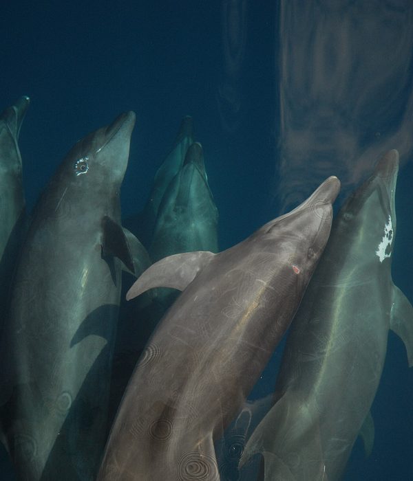 Boto emergindo perto de pescador com tarrafa em água rasa.