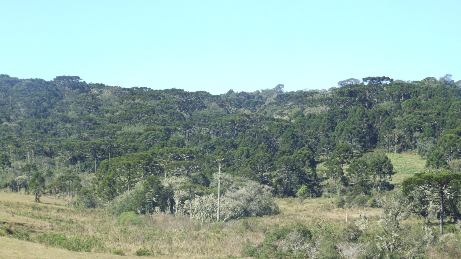 Campos de altitude com araucárias isoladas e geada leve sobre a vegetação, no planalto serrano.