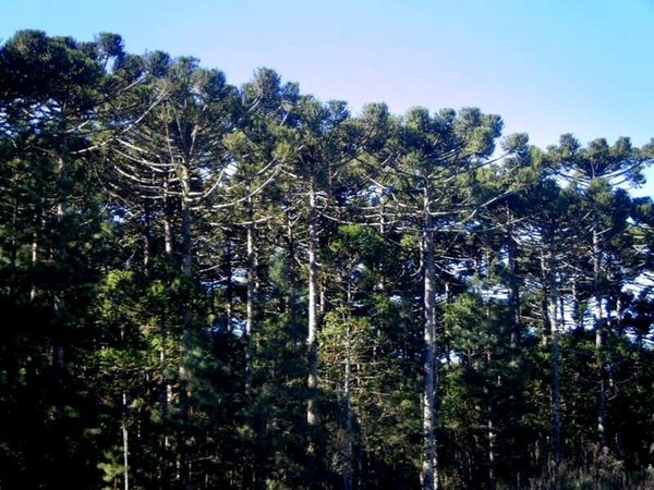 Floresta de araucárias sob geada, com campo esbranquiçado ao amanhecer.