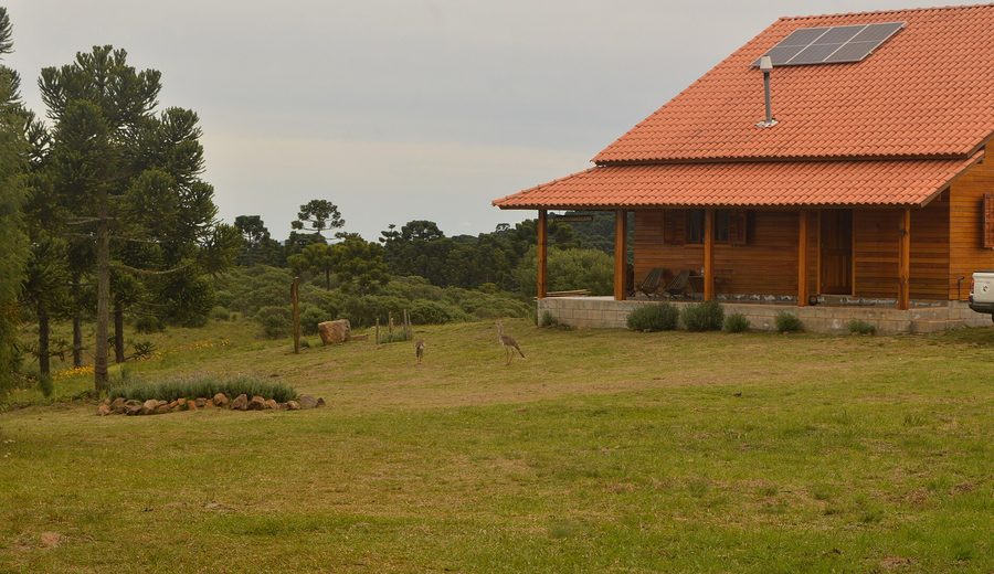Campo de altitude coberto de geada ao amanhecer, com araucárias e cerca de madeira.